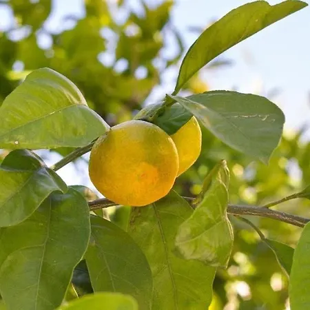 Апартаменты Nala Сплит