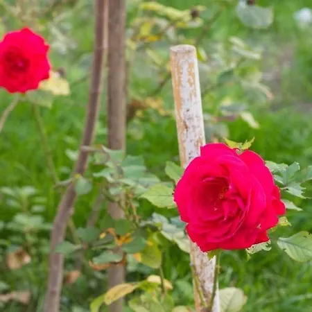 Nala Апартаменти